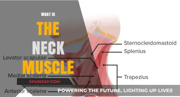 Neck Muscles: Understanding Their Function and Anatomy