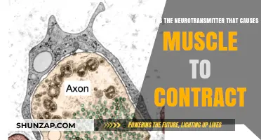 Neurotransmitter Acetylcholine: The Key to Muscle Contraction Explained