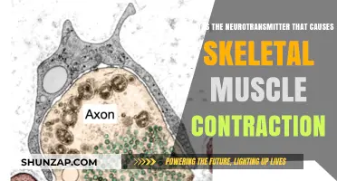 Neurotransmitter Acetylcholine: The Key to Skeletal Muscle Contraction Explained