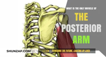 The Triceps Brachii: Posterior Arm's Sole Muscle Explained
