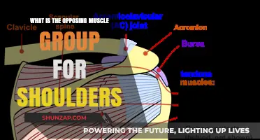 Understanding Shoulder Muscle Balance: Opposing Muscle Groups Explained