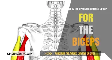 Triceps: The Antagonist Muscle Group to Your Biceps Explained