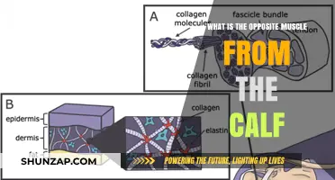 Exploring Anatomy: The Surprising Opposite of Calf Muscles