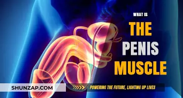The Penis Muscle: What's the Deal?