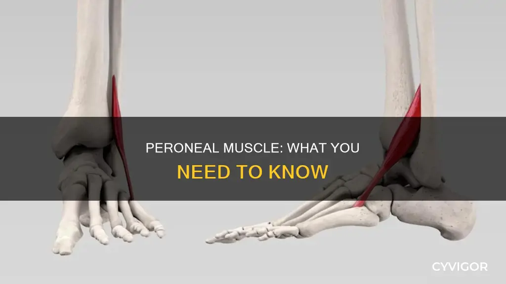 what is the peroneal muscle