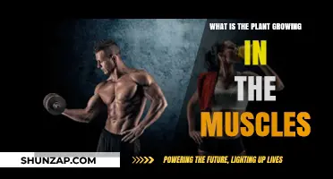 Unraveling the Myth: Plant-Like Growths in Muscles Explained