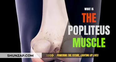 The Popliteus Muscle: A Key Knee Stabilizer Explained