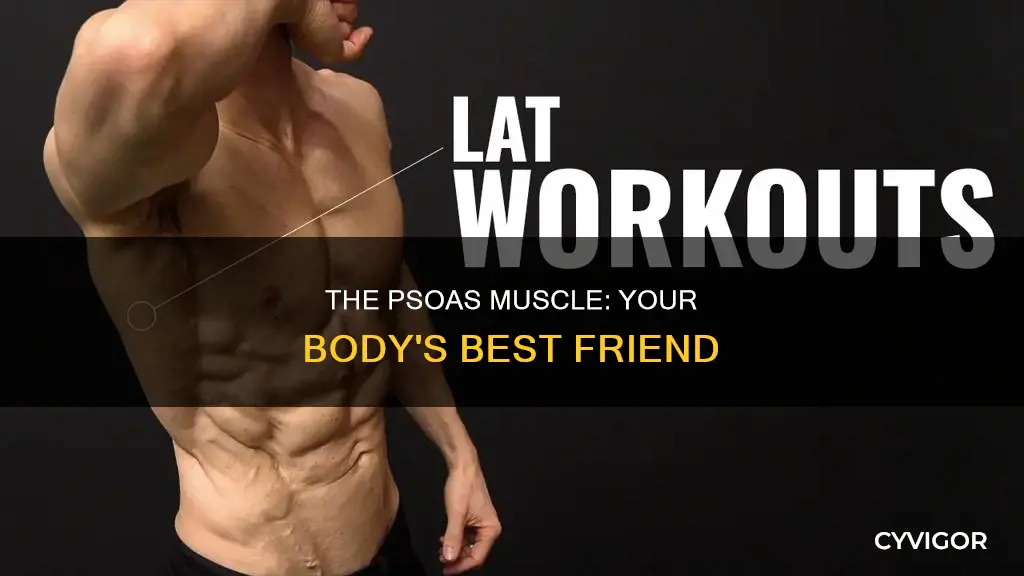 what is the prefer muscle