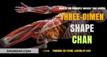 Understanding the Primary Muscle Driving 3D Shape Transformation in Anatomy