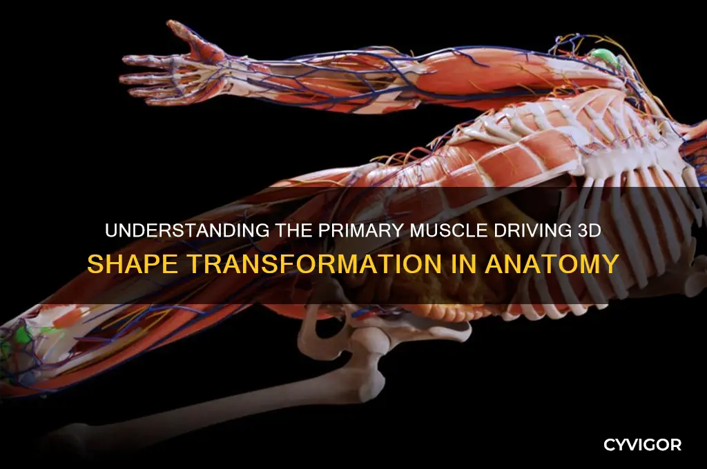 what is the principle muscle that causes three-dimensional shape chan