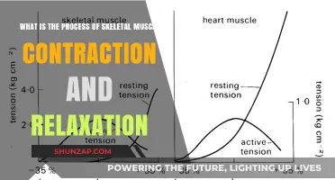 Understanding Skeletal Muscle Contraction and Relaxation: A Comprehensive Guide