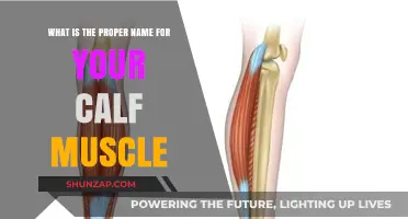 Unveiling the Correct Terminology for Your Calf Muscle: A Comprehensive Guide