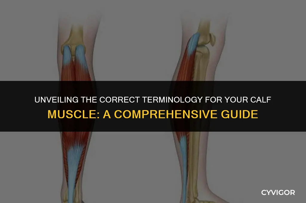 what is the proper name for your calf muscle