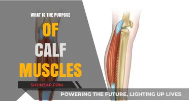 Unveiling the Powerhouse Role of Calf Muscles in Human Movement