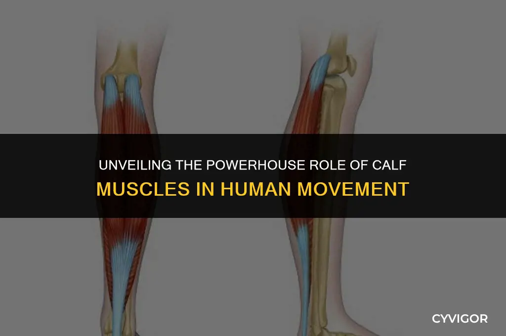 what is the purpose of calf muscles