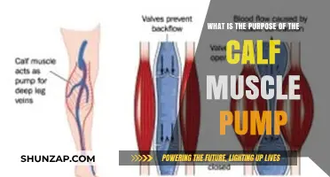 Unleashing the Power of Your Calves: The Muscle Pump Explained