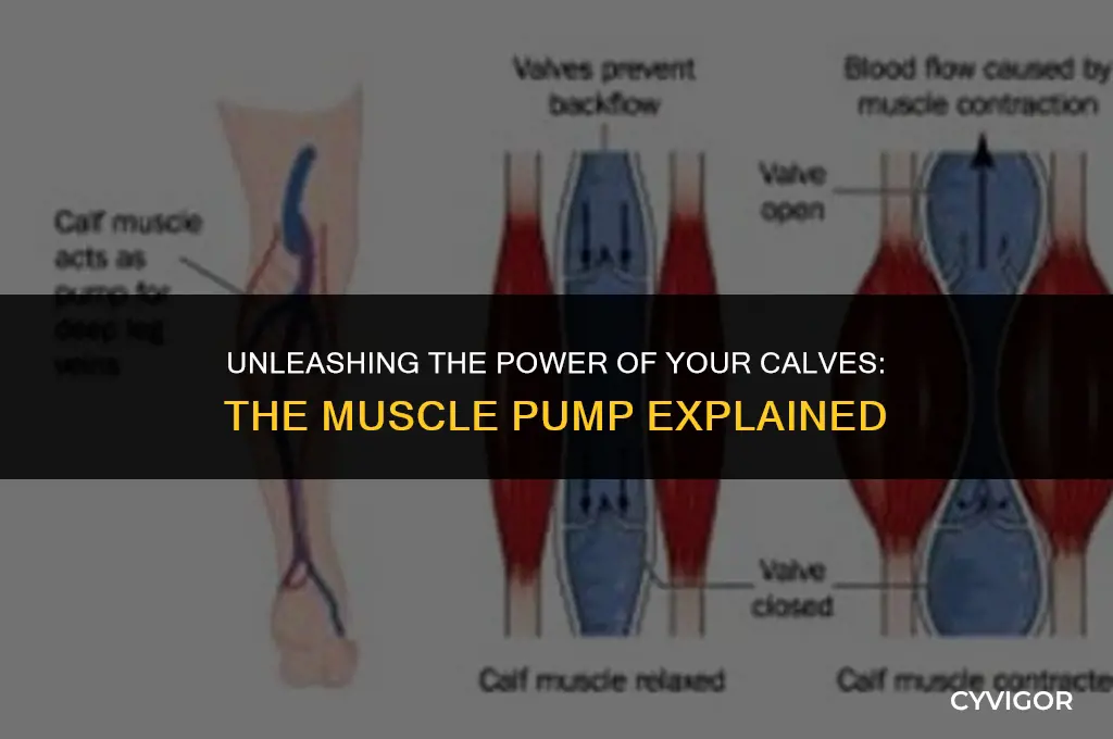 what is the purpose of the calf muscle pump