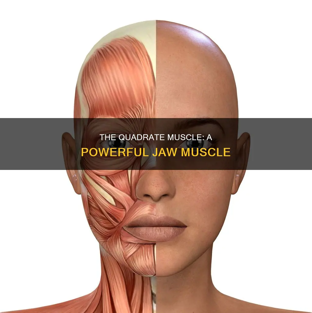 what is the quadrate muscle