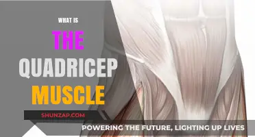 Exploring the Quadricep Muscle: Understanding its Function and Anatomy