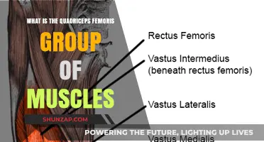 Understanding the Quadriceps Femoris: A Comprehensive Muscle Group Overview