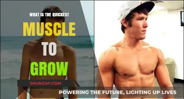 Quickest Muscle Growth: Unlocking Rapid Results in Your Workouts
