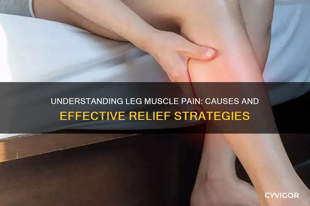what is the reason for muscle pain in legs