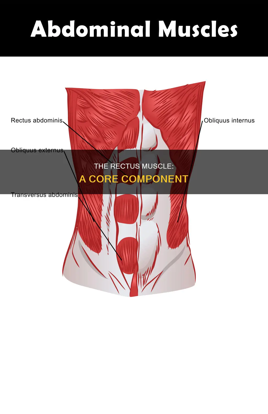 what is the rectus muscle