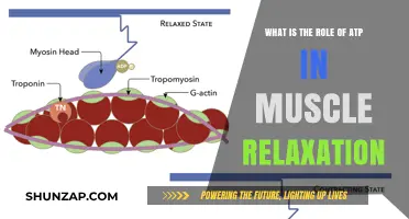 ATP's Crucial Role in Muscle Relaxation: Unlocking the Mechanism