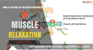 Acetylcholinesterase's Crucial Role in Muscle Relaxation Explained
