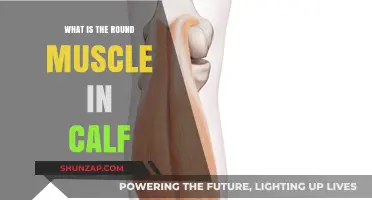 Understanding the Gastrocnemius: Your Calf's Powerful Round Muscle