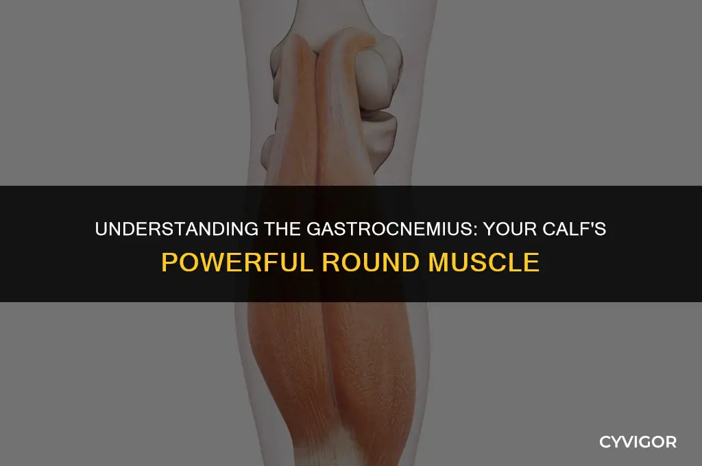 what is the round muscle in calf