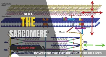 The Sarcomere: Muscle Contraction's Structural Unit