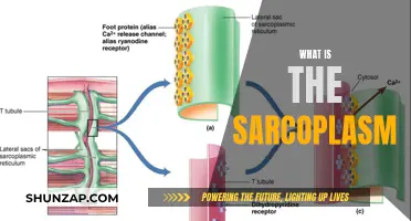 The Intriguing World of Muscle Cells: Exploring Sarcoplasm