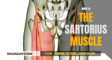 The Sartorius Muscle: A Comprehensive Guide to its Functionality