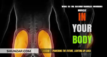 Unveiling the Surprising Second Hardest Working Muscle in Your Body