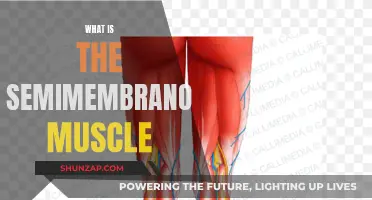 The Semimembranosus Muscle: Function, Anatomy, and Clinical Significance