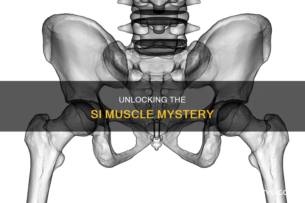what is the si muscle