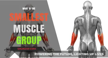 Exploring the Body's Tiniest Muscle Group: A Comprehensive Guide