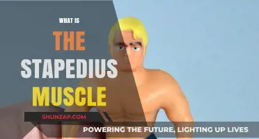The Stapedius Muscle: Smallest but Mighty