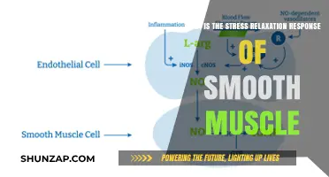 Understanding Smooth Muscle's Stress Relaxation Response: Mechanisms and Significance