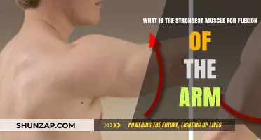 Unveiling the Strongest Muscle for Flexing Your Arm: A Deep Dive