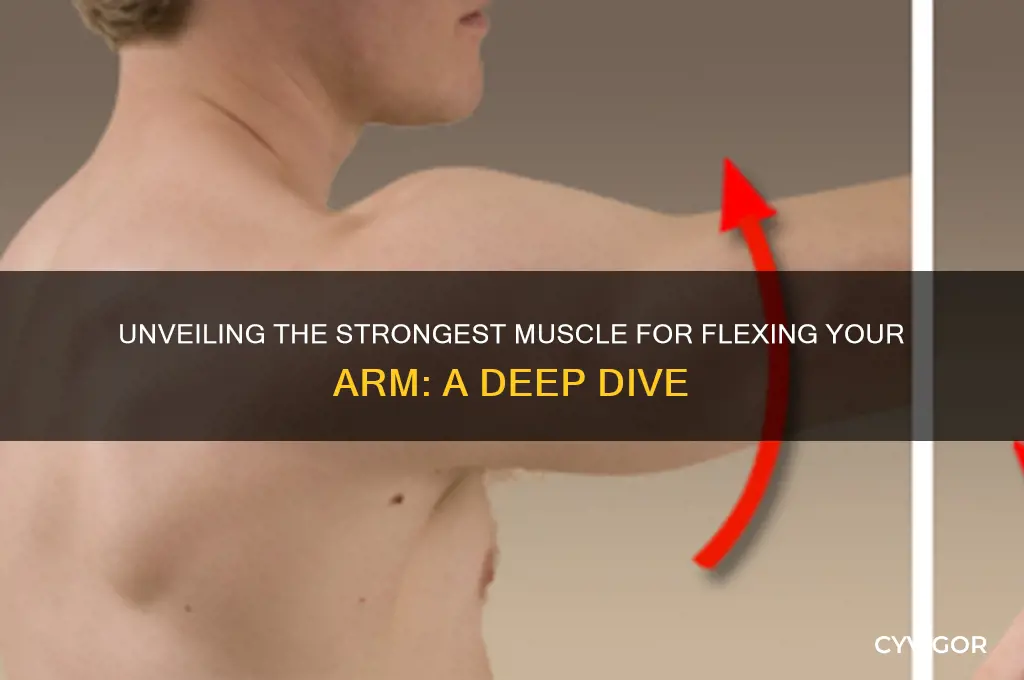 what is the strongest muscle for flexion of the arm