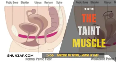The Taint Muscle: What's the Mystery Muscle?