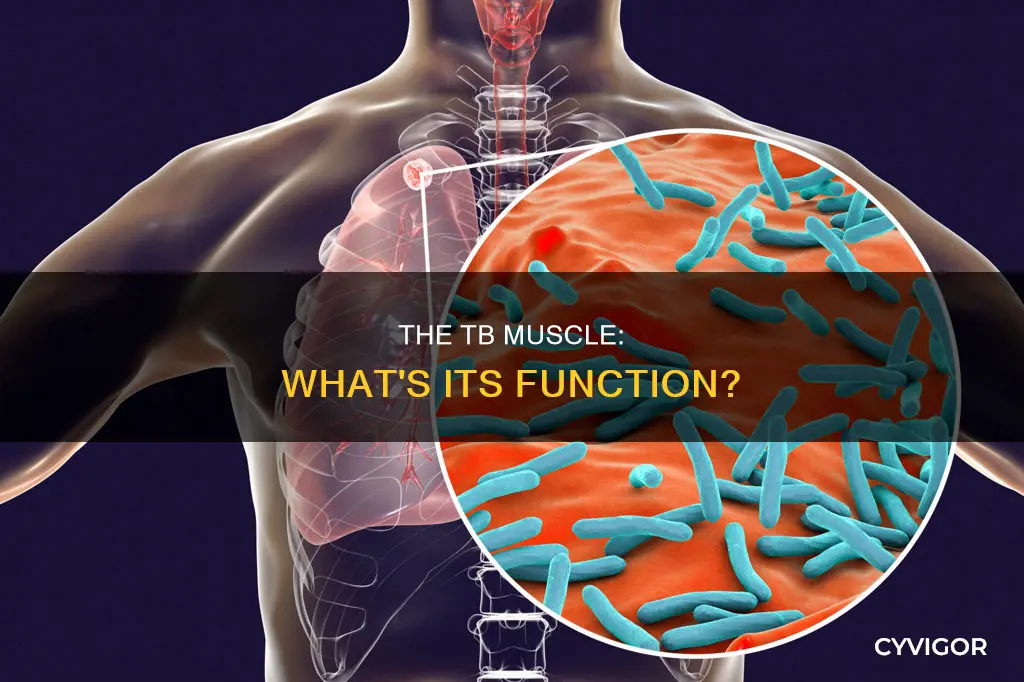 what is the tb muscle