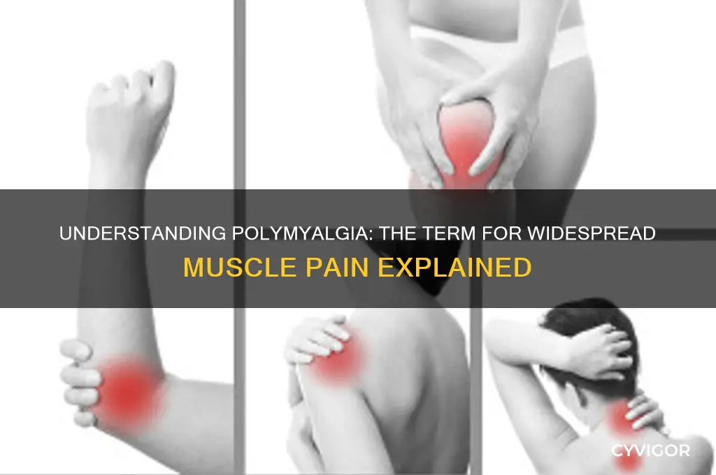 what is the term meaning pain in many muscles