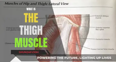 Understanding the Thigh Muscle: Structure and Functionality