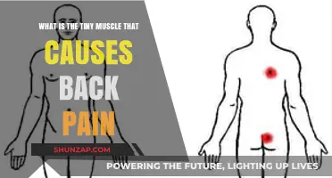 Unveiling the Multifidus: The Tiny Muscle Behind Your Back Pain