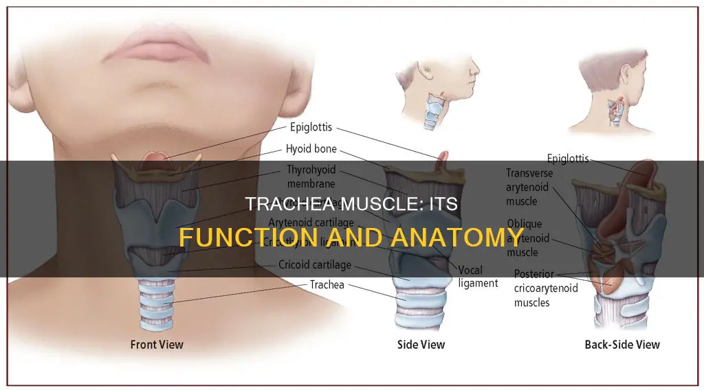 what is the trachea muscle