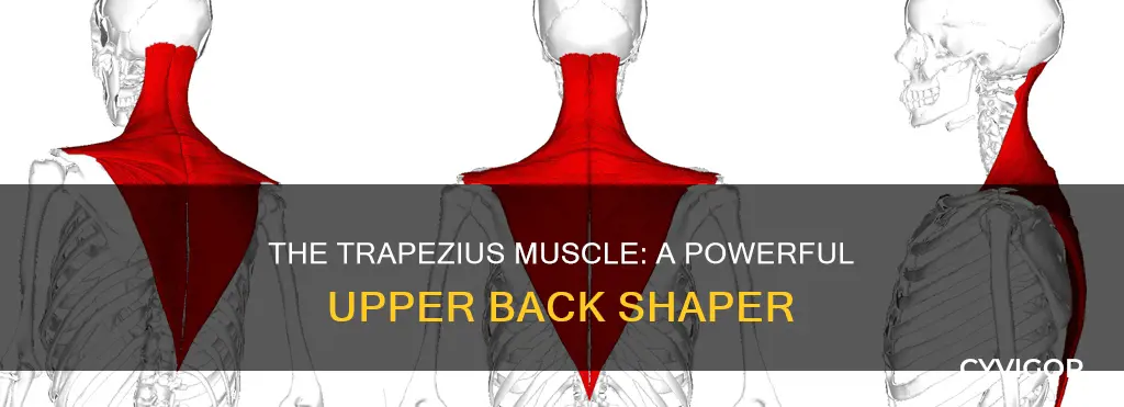 what is the trapazoid muscle
