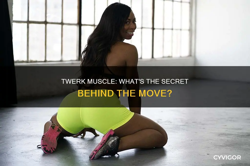 what is the twerk muscle